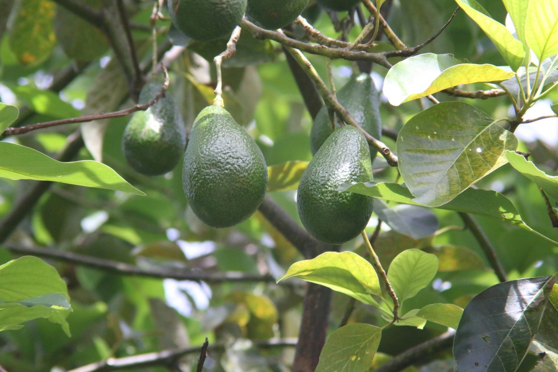 Avocado Trees