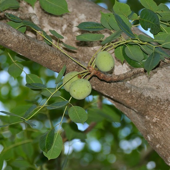 Marula