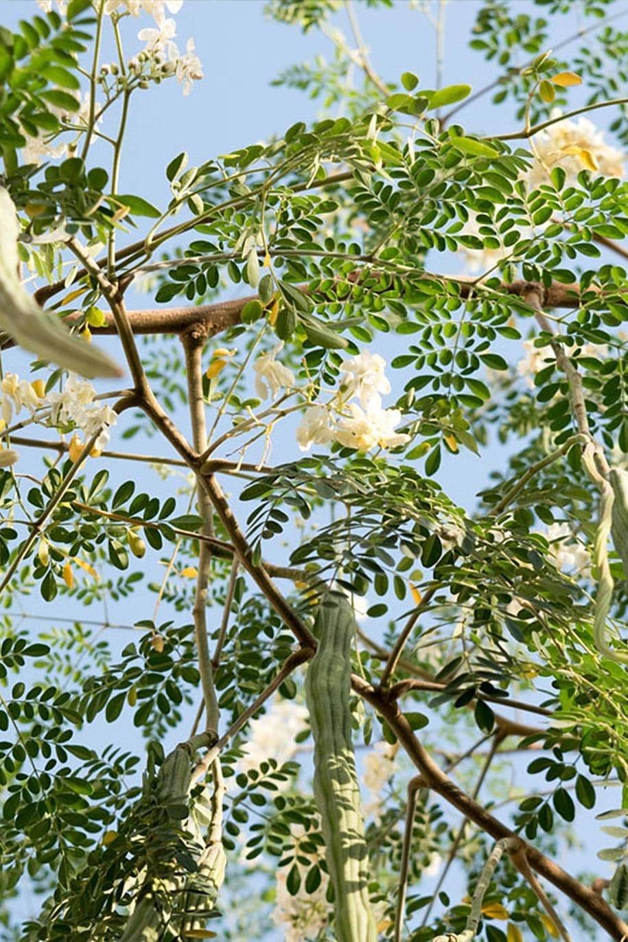 Moringa