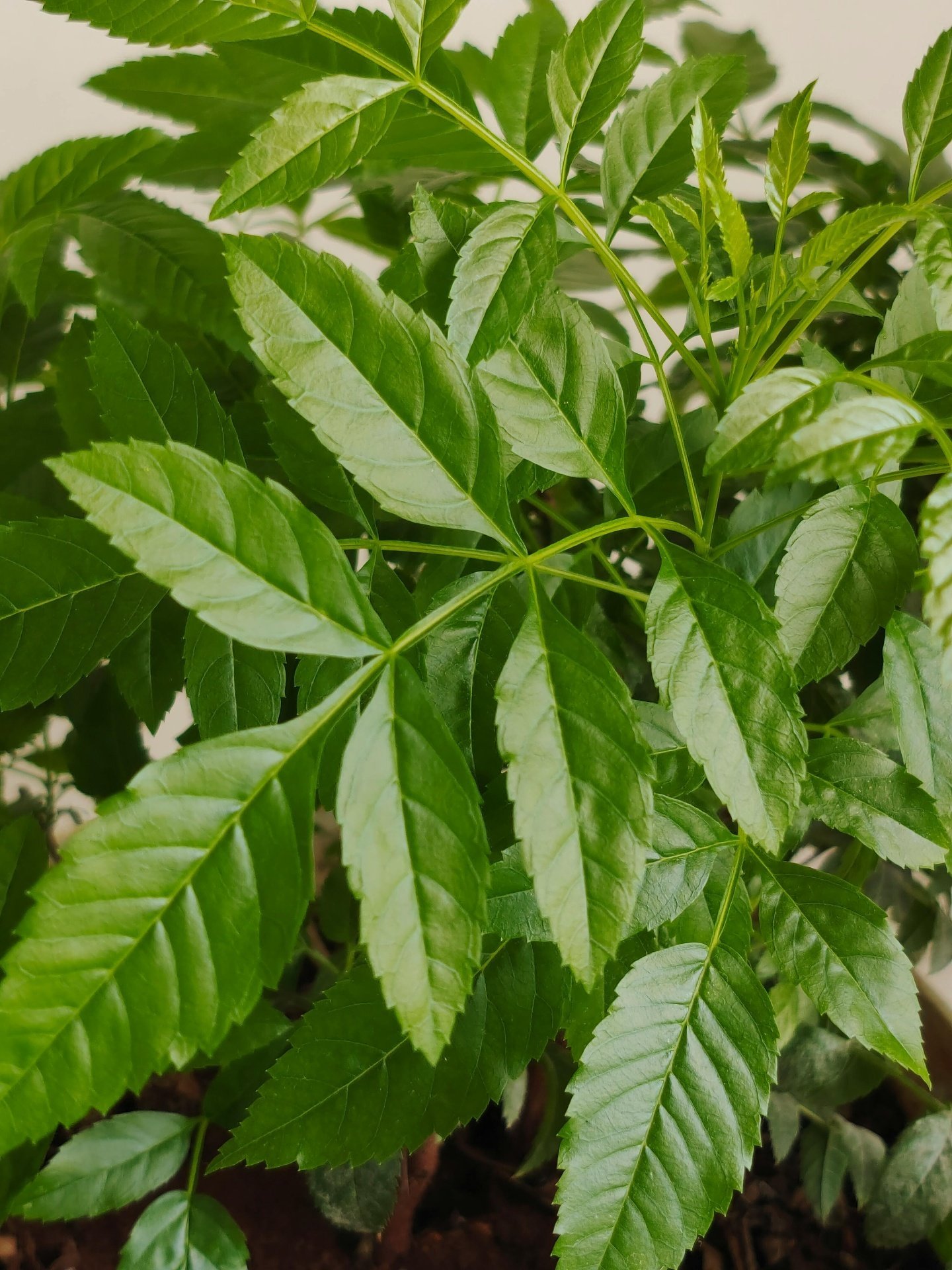 Neem